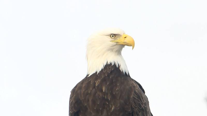 Bald eagles in Alaska