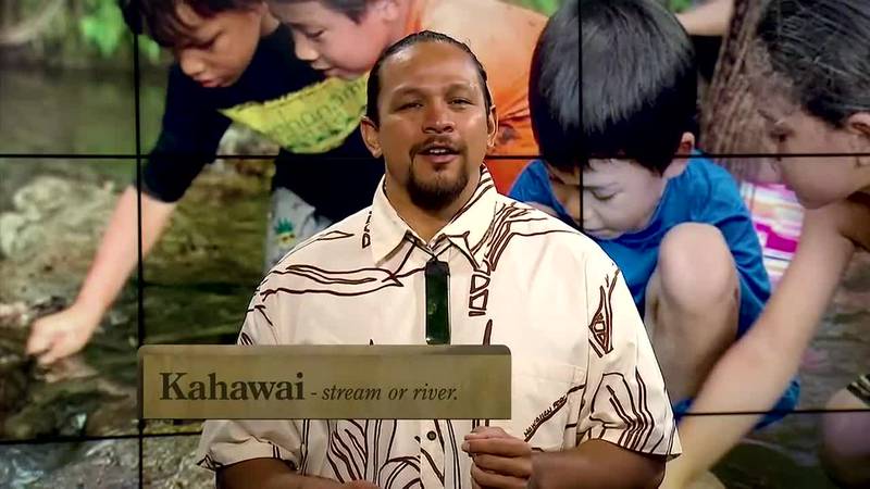 The word kahawai means stream or river